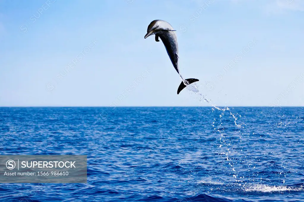 pantropical spotted dolphin, Stenella attenuata, leaping, offshore, Kona Coast, Big Island, Hawaii, USA, Pacific Ocean