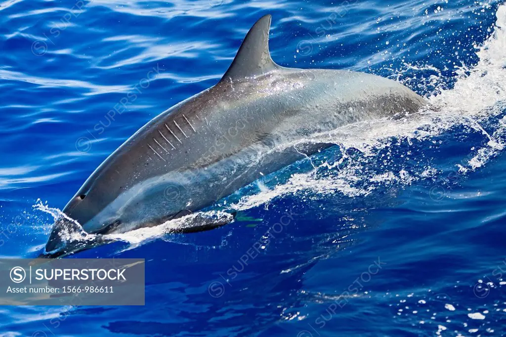 pantropical spotted dolphin, Stenella attenuata, with prop scars or propeller scars from boat strike, offshore, Kona Coast, Big Island, Hawaii, USA, P...