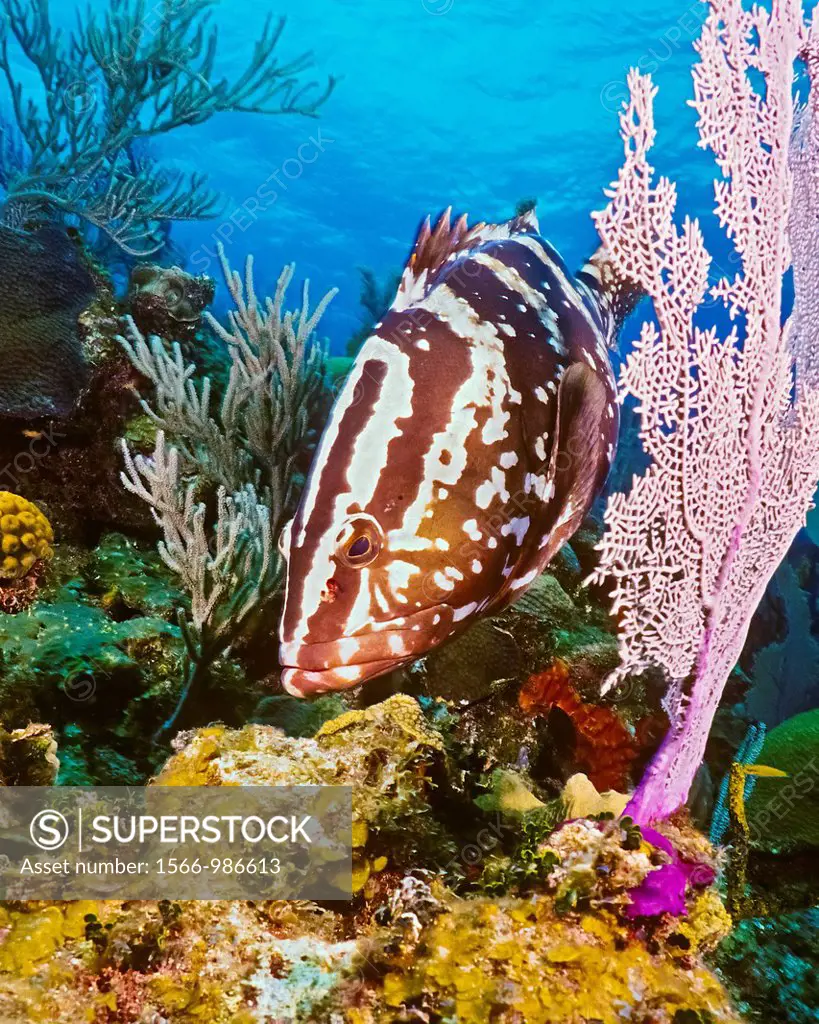 Nassau grouper, Epinephelus striatus, hunting for a reef fish prey, camouflaging itself as a part of sea fan, Bloody Bay Wall, Little Cayman, Cayman I...