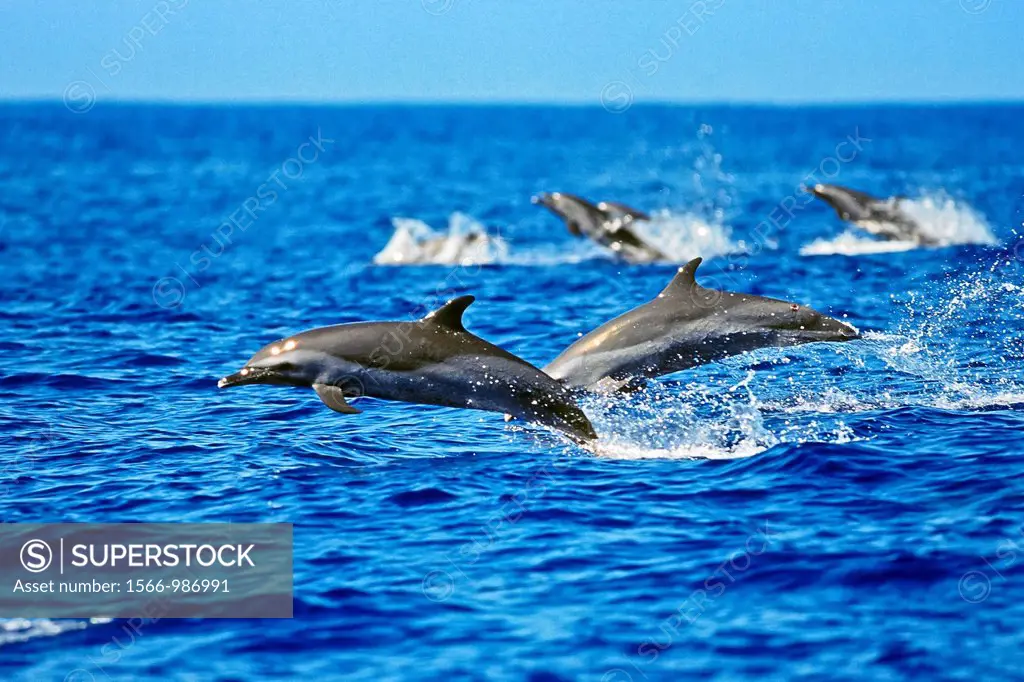 pantropical spotted dolphins, Stenella attenuata, lunging, offshore, Kona Coast, Big Island, Hawaii, Pacific Ocean
