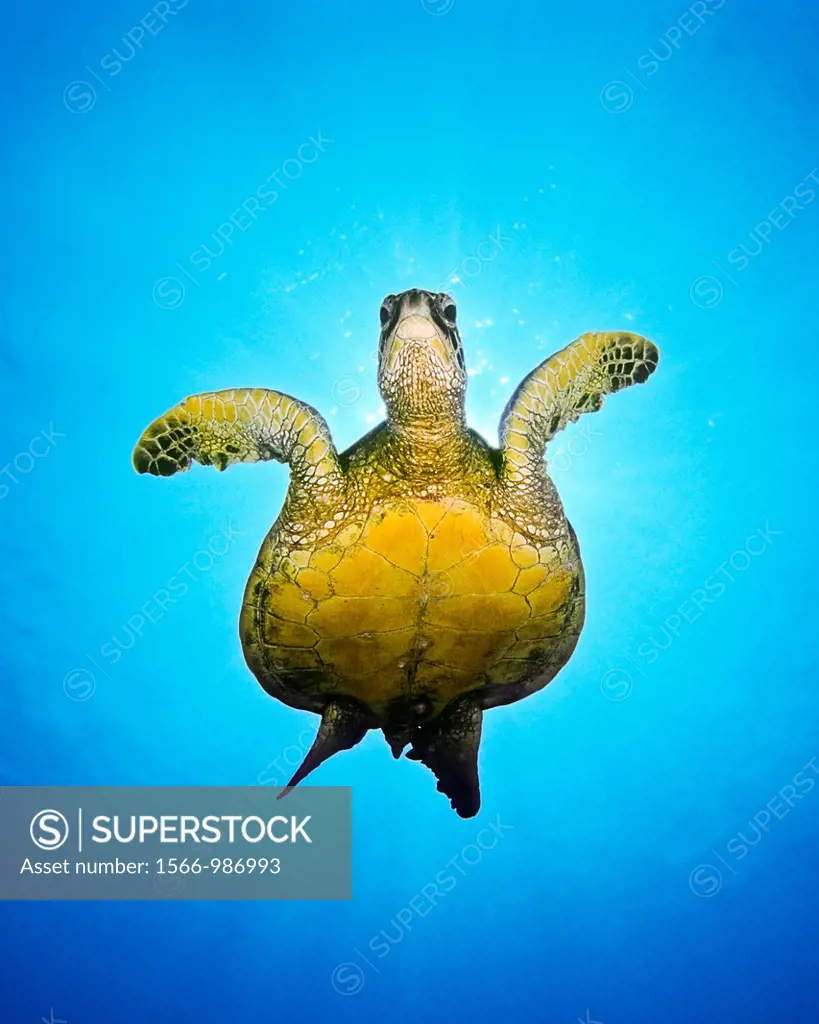green sea turtle, Chelonia mydas, Kona Coast, Big Island, Hawaii, USA, Pacific Ocean