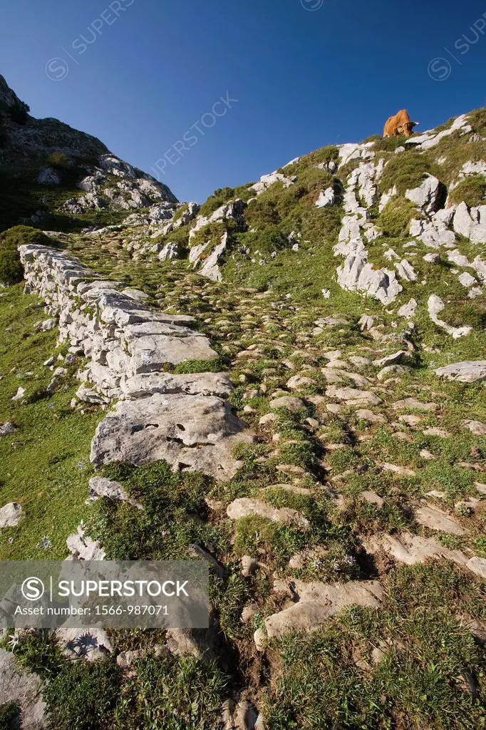 Senda del Arcediano  Parque Nacional Picos de Europa  Amieva  Asturias  Spain