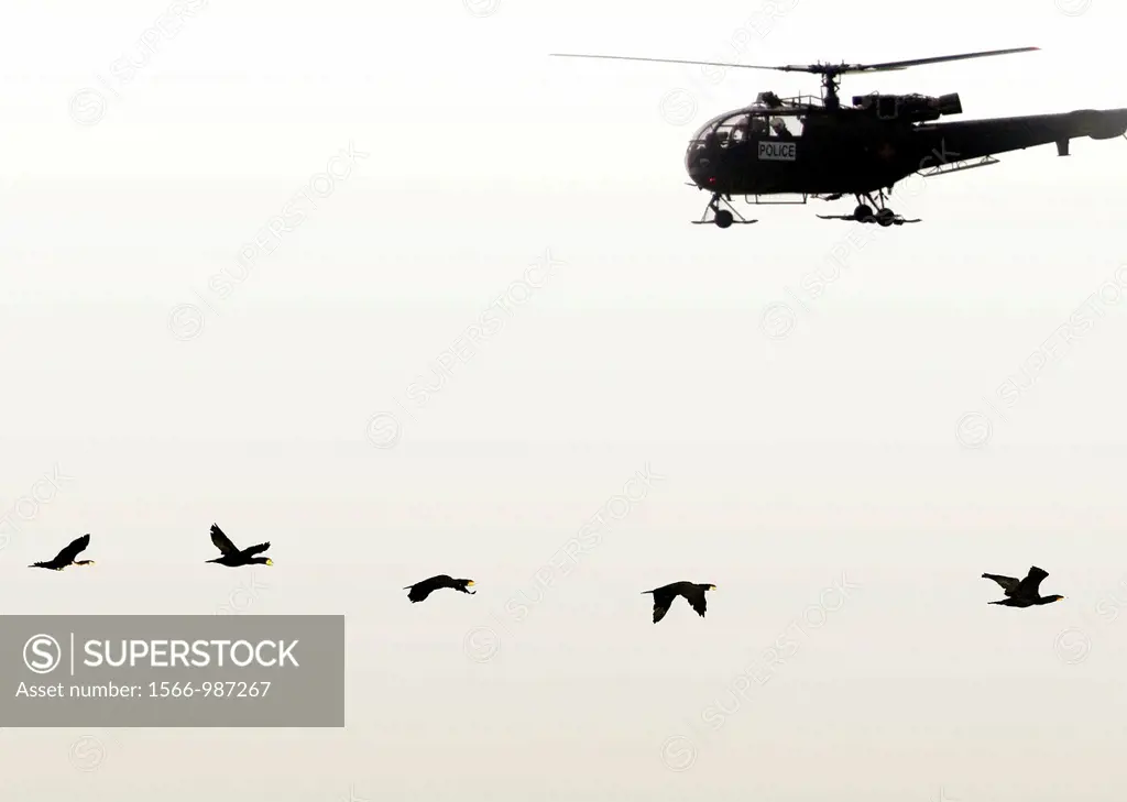 encounter in the sky, flying birds and police helicopter, symbol of keeping even wildlife under control and observation