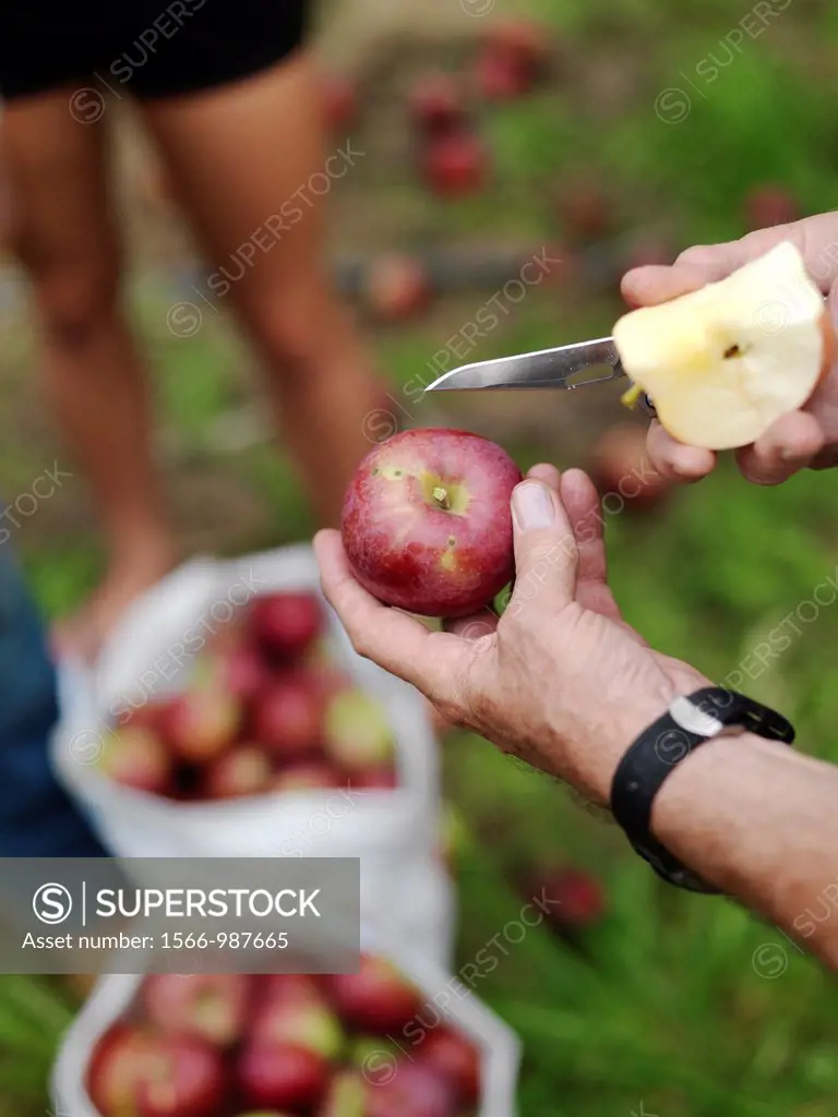 A man shows an apple´s core, to display what a healthy apple looks like