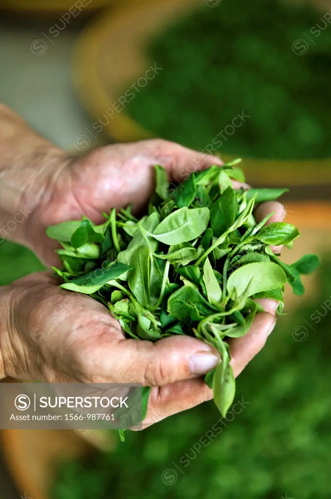 A handfuk of freshly picked Camellia sinensis leaves used in the production of green tea