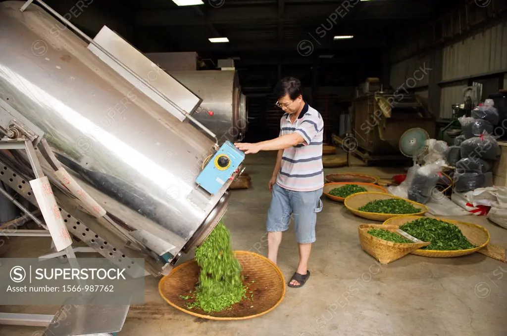 A man empties a large tumbler used to dry out the organic Camellia leaves which are used to make green tea
