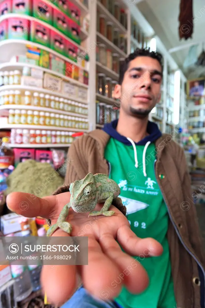Morocco, Marrakech, Medina Old Town, Traditional Shop selling drugs and traditional health remedies