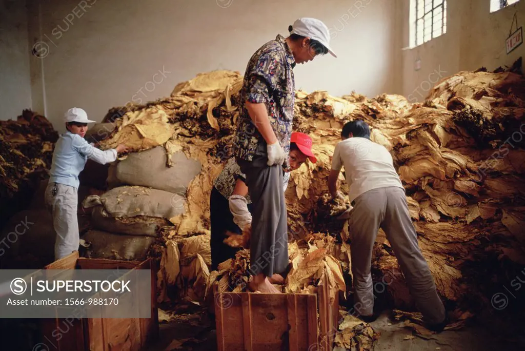 A woman packs loose tobacco into a wooden box at a tobacco collection center in Yunnan, China - one of the tobacco capitals of China