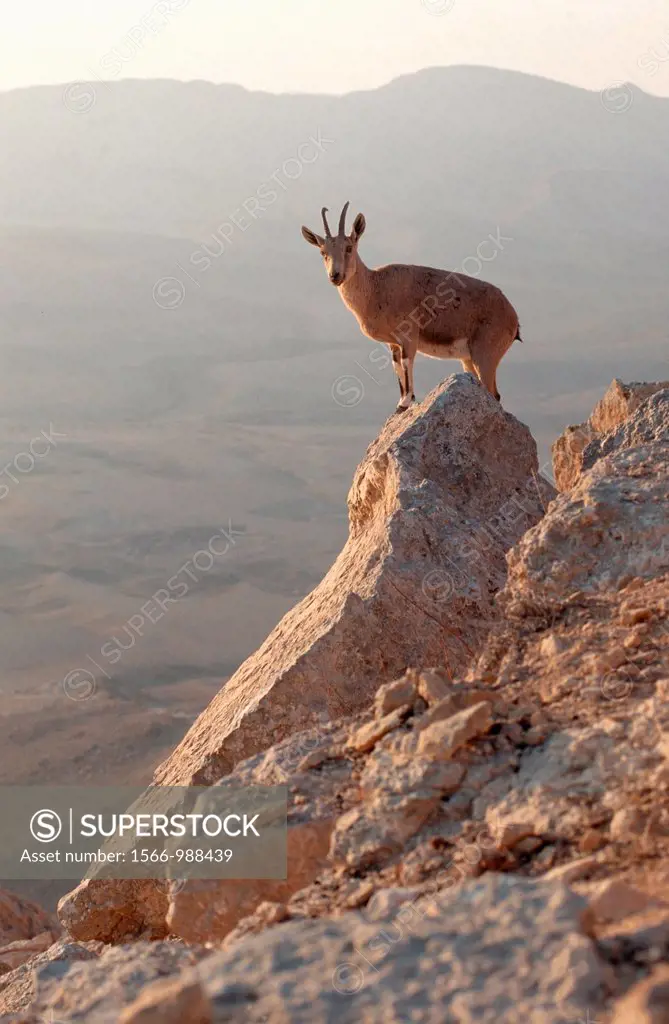 Ibex at the edge of the Ramon Crater at Mitzpe Ramos, Negev Desert