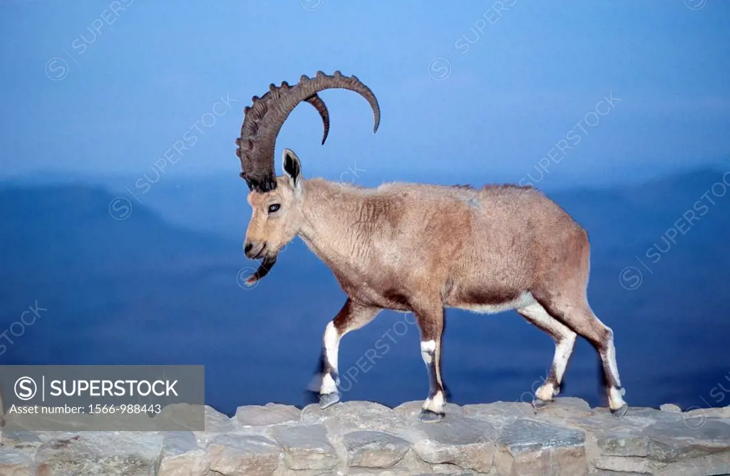 Ibex at the edge of the Ramon Crater at Mitzpe Ramos, Negev Desert