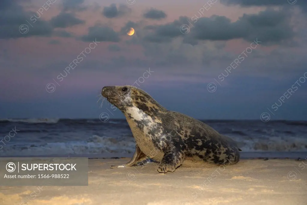 Grey Seal Halichoerus grypus and rising moon