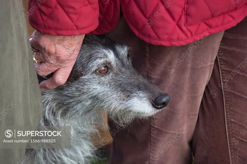 Portrait of Lurcher and owner