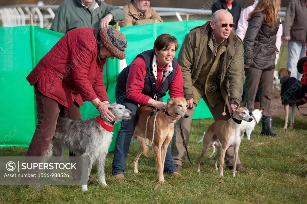 Whippets and lurchers about to race