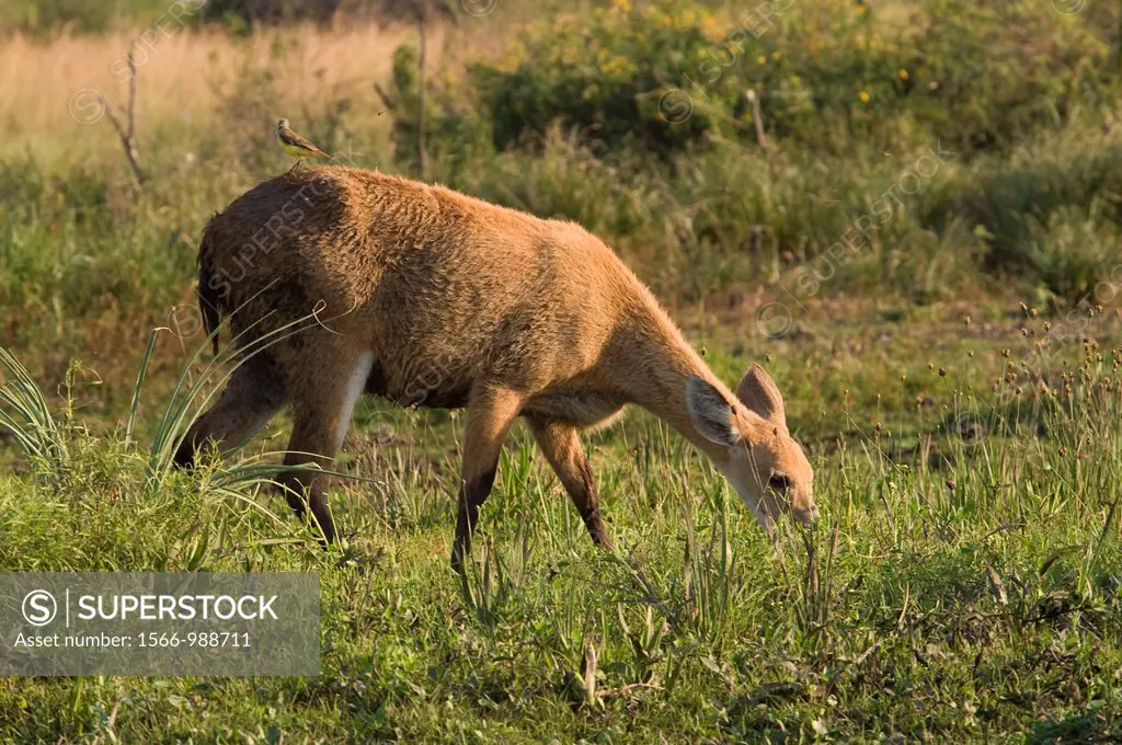 Female Marsh Deer Blastocerus dichotomus in Ibera Wetlands, Corrientes province, Argentina, South America