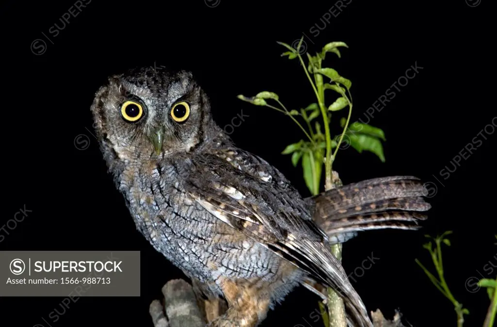 Tropical Screech Owl Megascops choliba in Paso de La Patria, Corrientes province, Argentina, South America