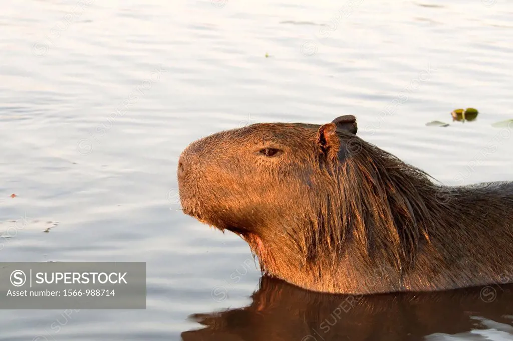 Capybara Hydrochoerus hydrochaeris at sunset in Ibera Wetlands, Corrientes province, Argentina, South America