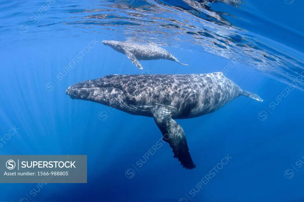 Mom and calf humpback whales off Maui, Hawaii