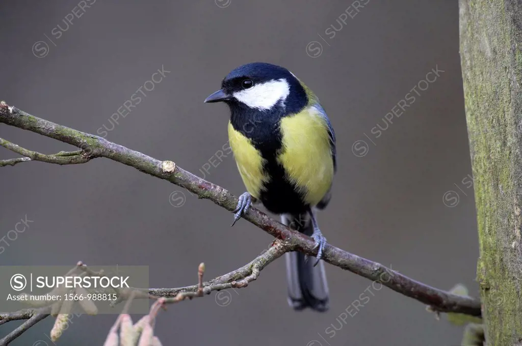 Great Tit, parus major, Male standing on Branch, Normandy