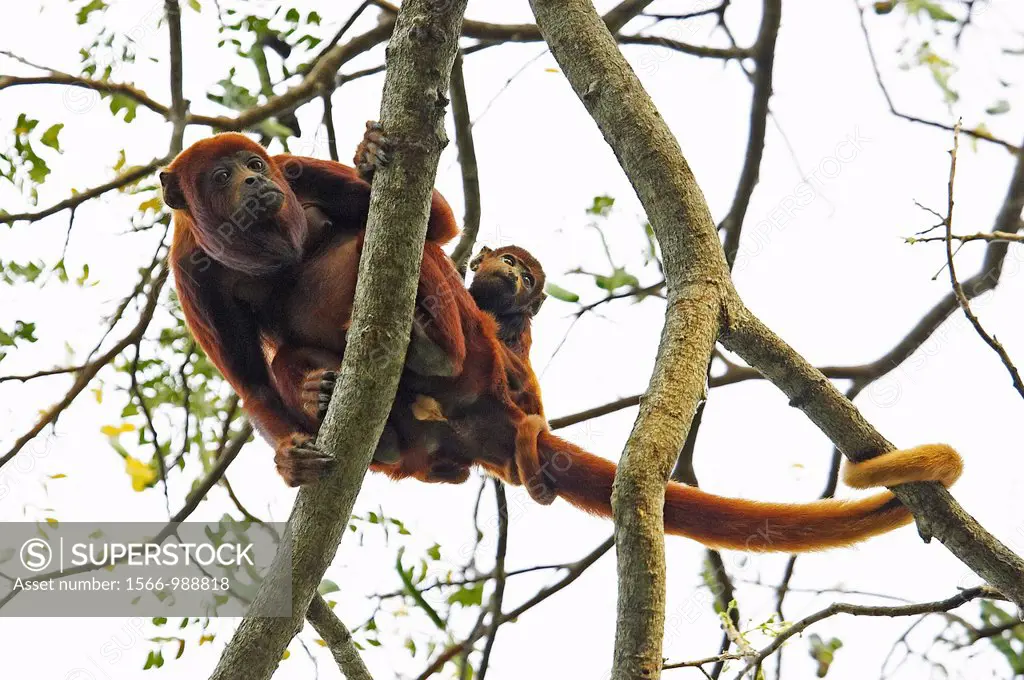 Red Howler Monkey, alouatta seniculus, Female with Young standing in Tree, Los Lianos in Venezuela