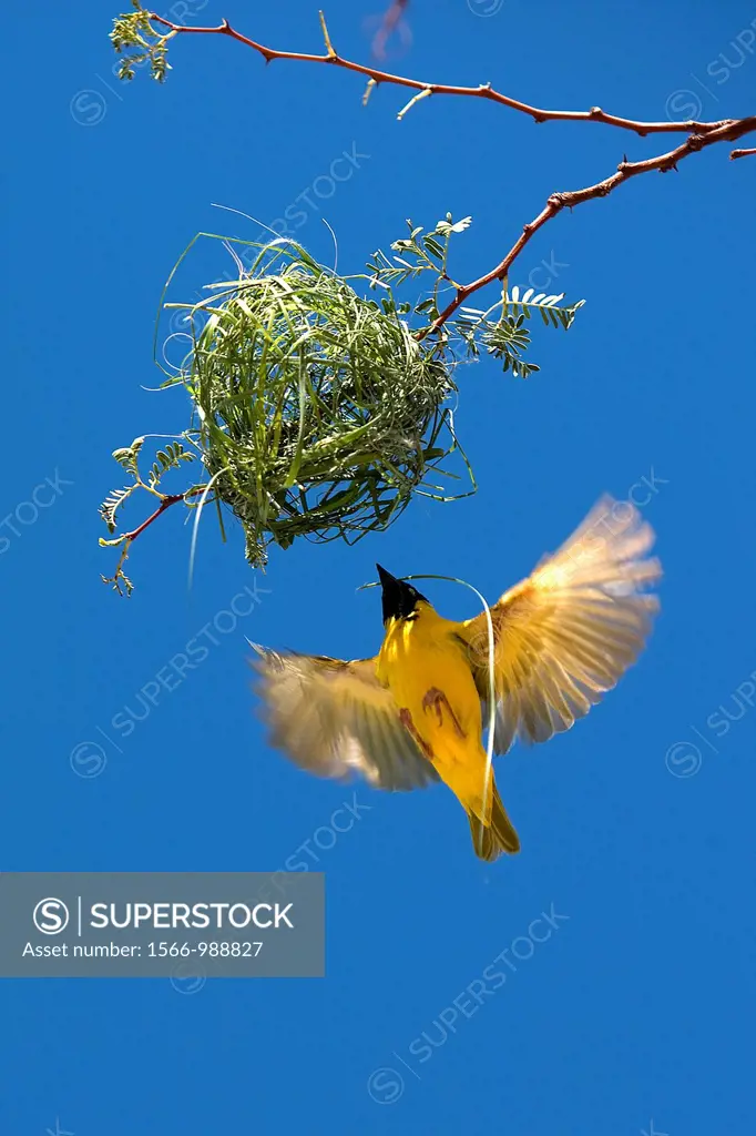 Southern Masked-weaver, ploceus velatus, Male in Flight, working on Nest, Namibia