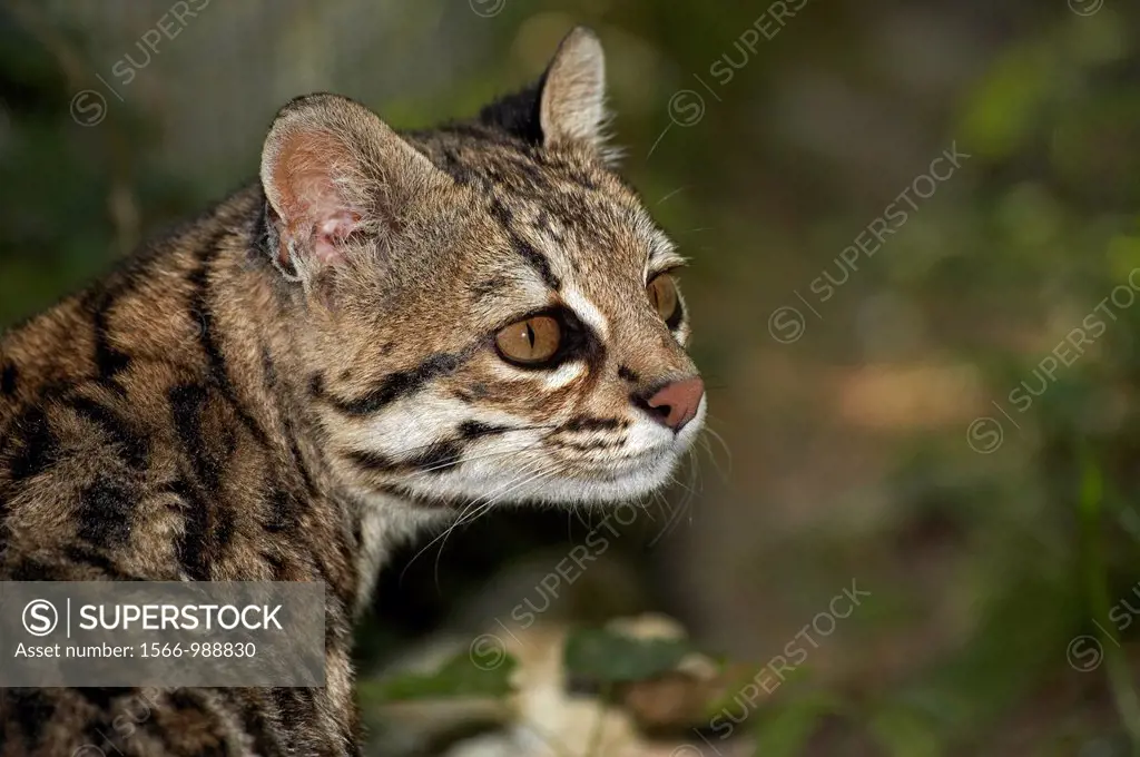 Tiger Cat or Oncilla, leopardus tigrinus, Portrait of Adult