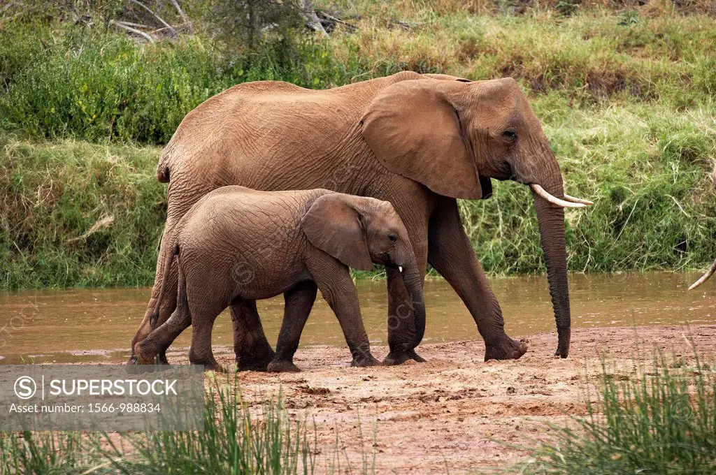 African Elephant, loxodonta africana, Female with Yound standing near River, Samburu Park in Kenya