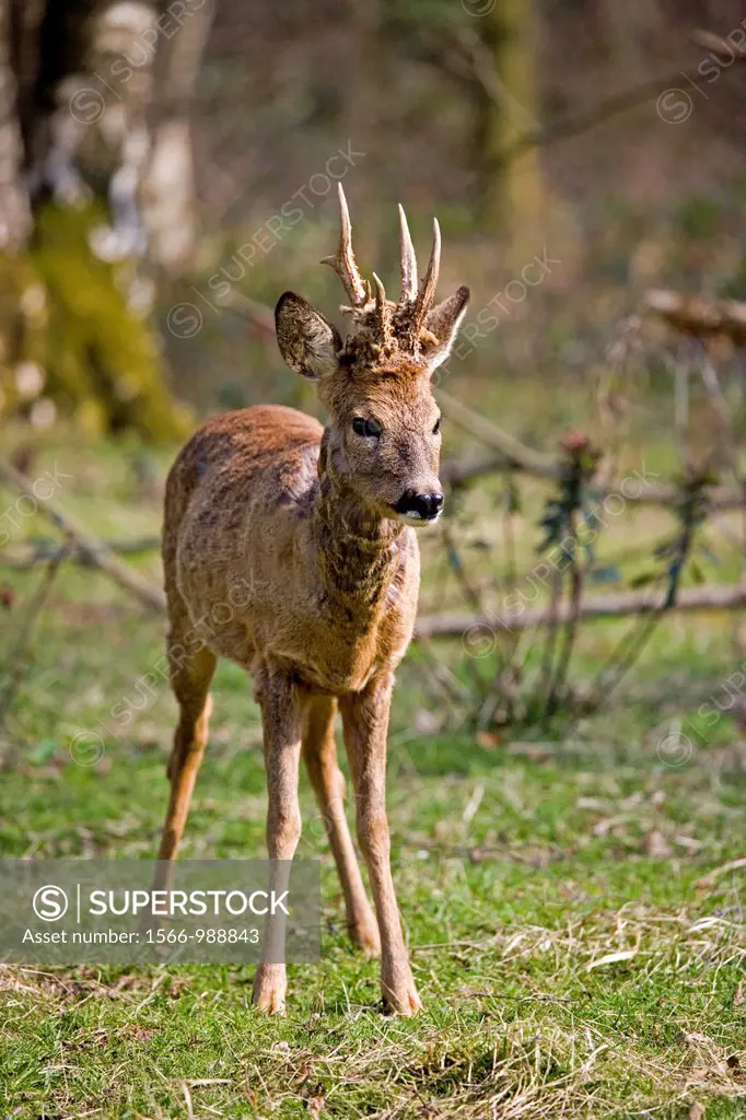 Roe Deer, capreolus capreolus, Male in Undergrowth, Normandy