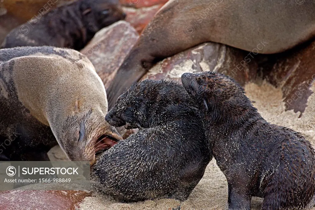 South African Fur Seal, arctocephalus pusillus, Female with two Youngs, Colony at Cape Cross in Namibia