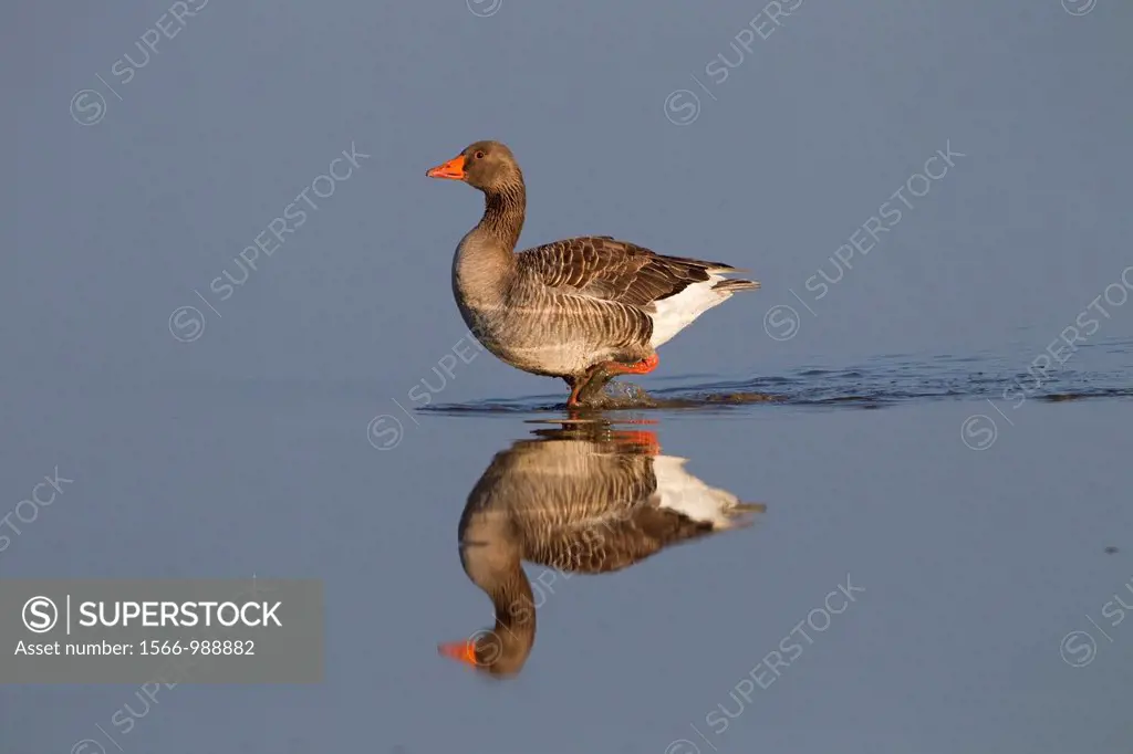 Grey-lag Goose Anser anser reflecting in calm water
