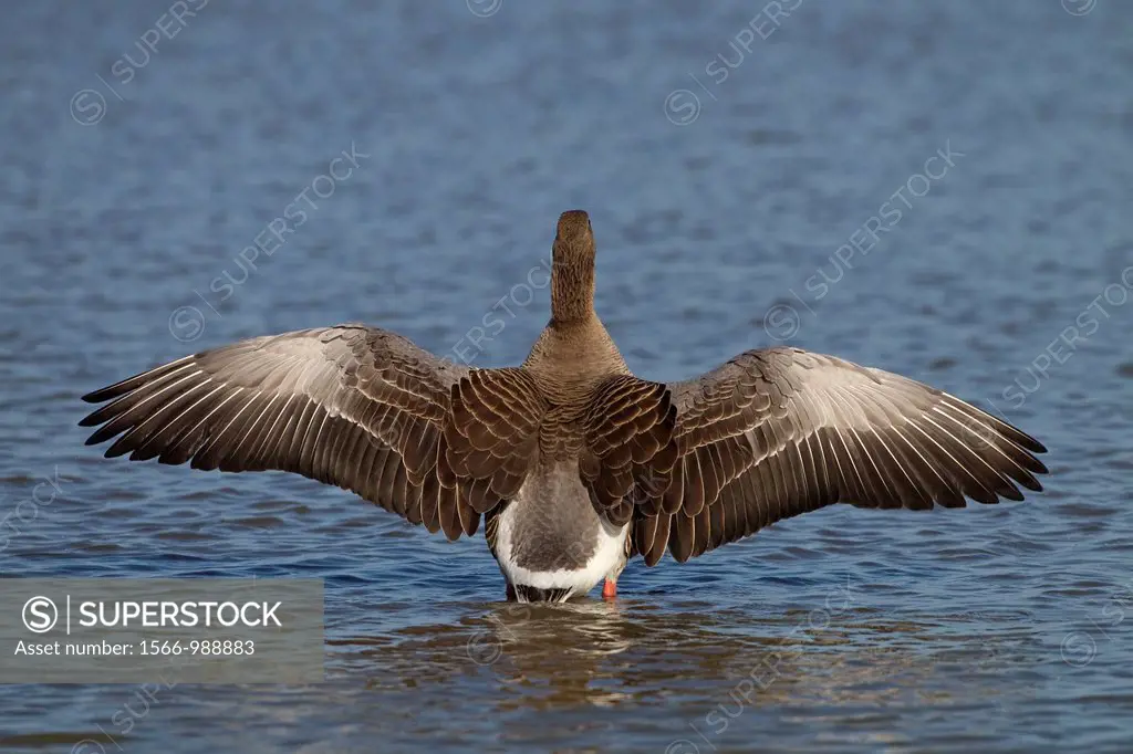 Greylag Goose Anser anser stretching