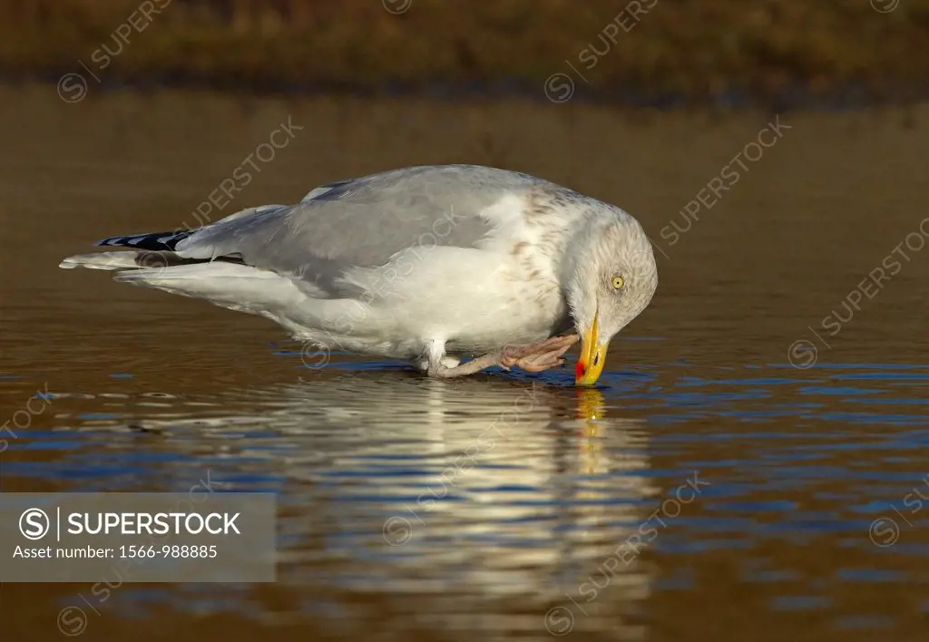 Herring Gull Larus argentatus on coastal creek