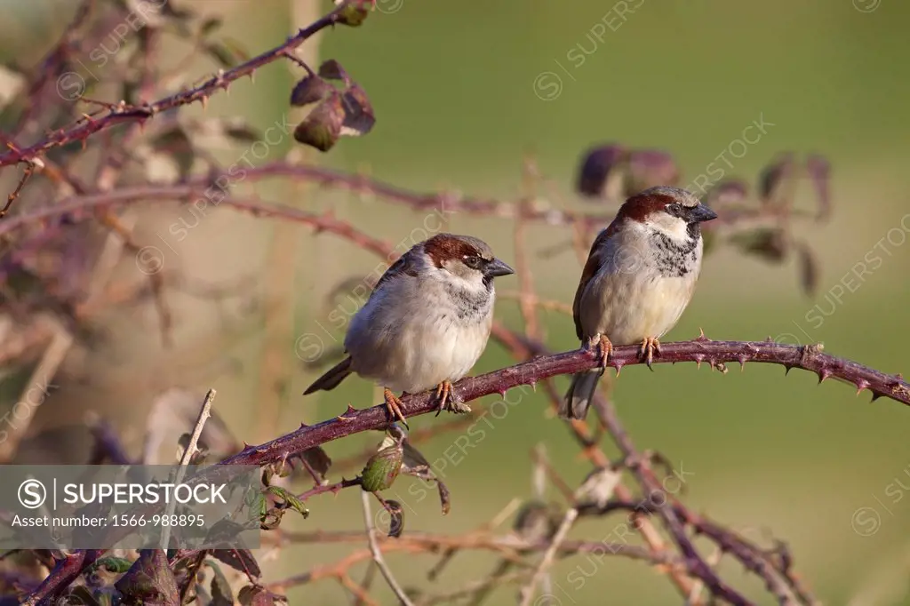 House Sparrow Passer domesticus male in farm hedgerow