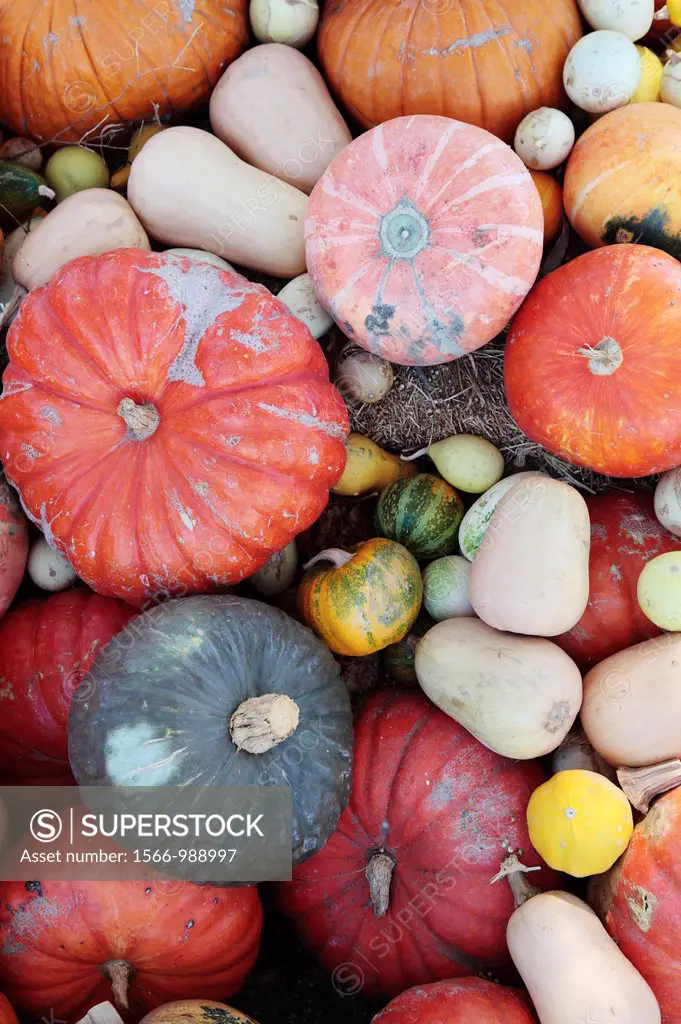 Mixed Pumkins and Squashes, nr Robertson, Western Cape, South Africa