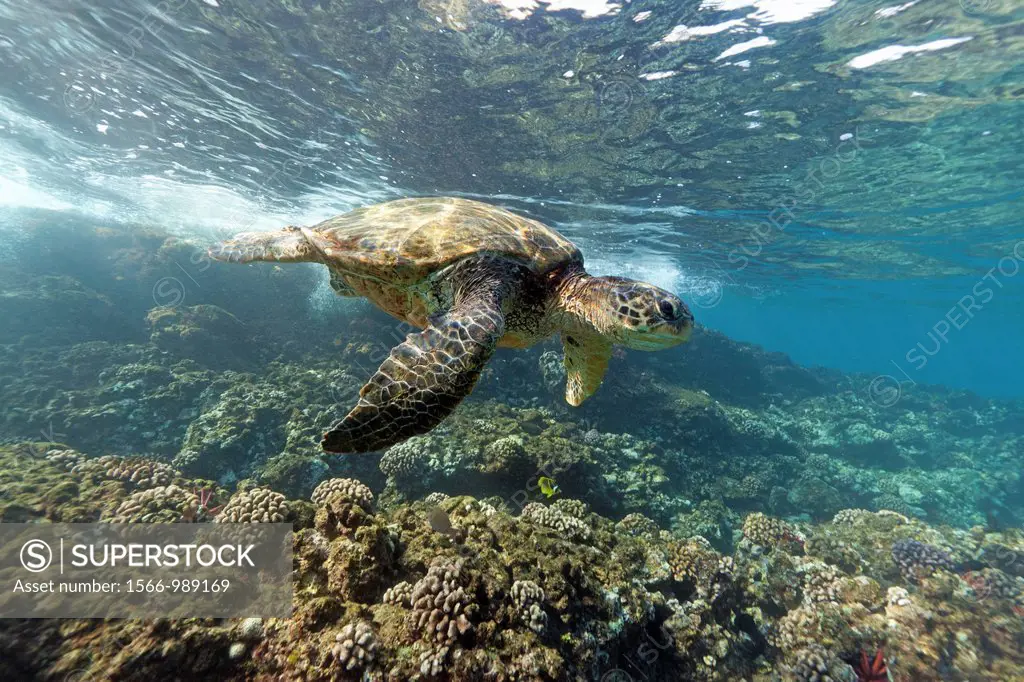 Close encounter with a green sea turtle at Makena, Maui, Hawaii