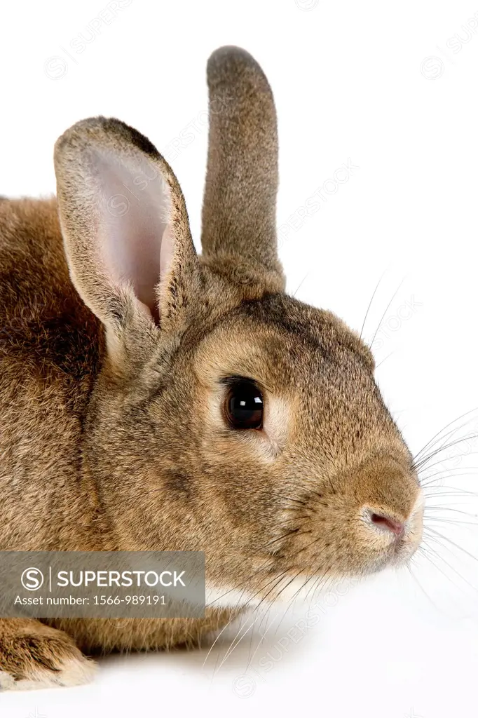 Normandy Domestic Rabbit, Adult standing against White Background