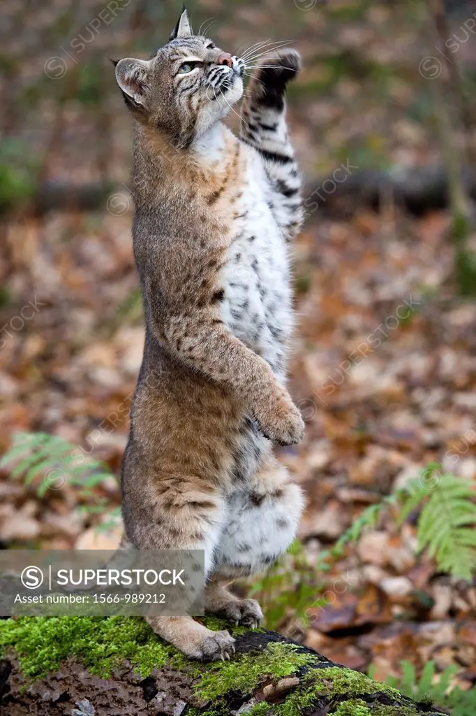 European Lynx or Eurasian Lynx, felis lynx, Adult standing on Hind Legs