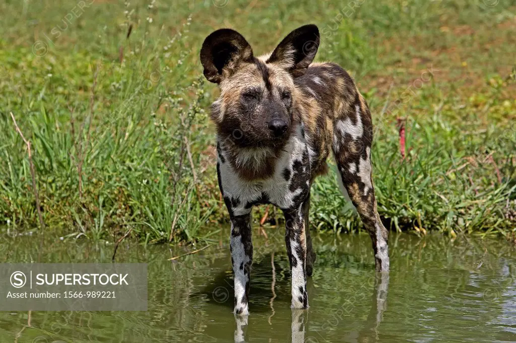 African Wild Dog, lycaon pictus, Adult standing in Water Hole, Namibia