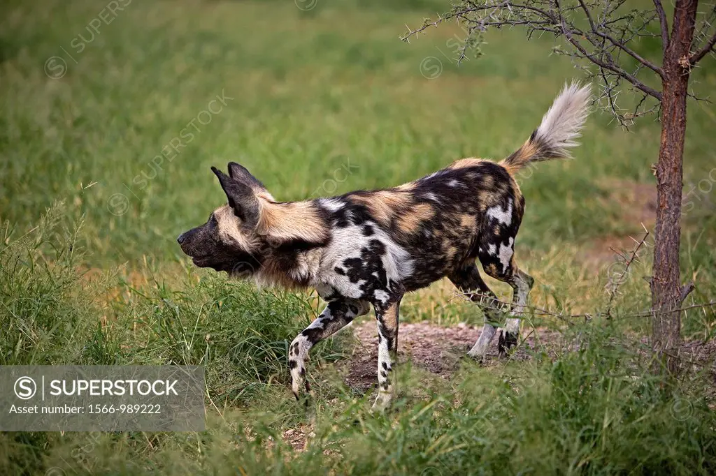 African Wild Dog, lycaon pictus, Adult standing on Grass, Namibia