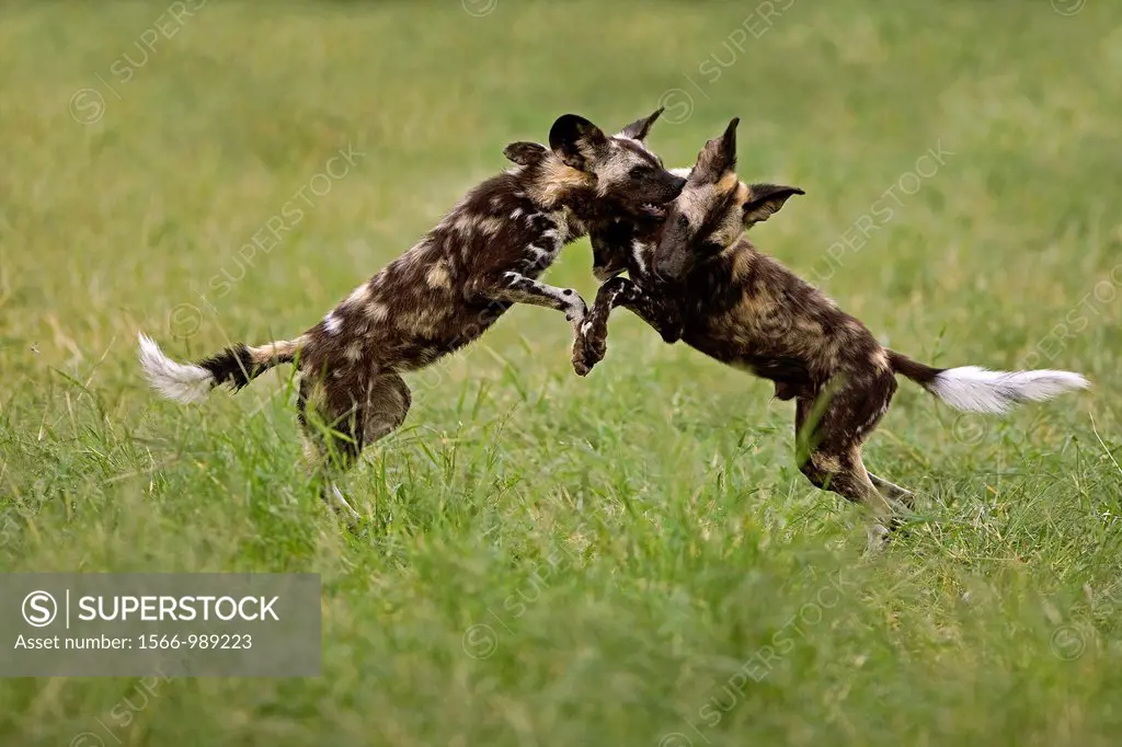 African Wild Dog, lycaon pictus, Adults fighting, Namibia