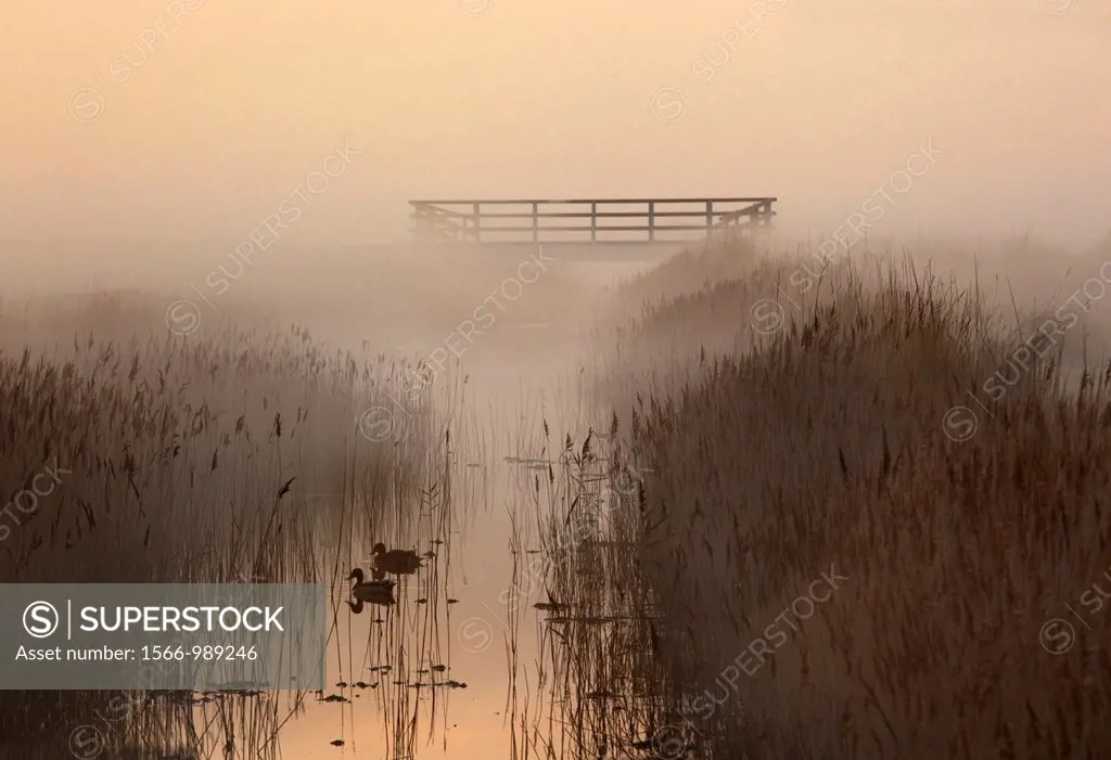 Creek and reedbeds misty evening Salthouse marshes Norfolk