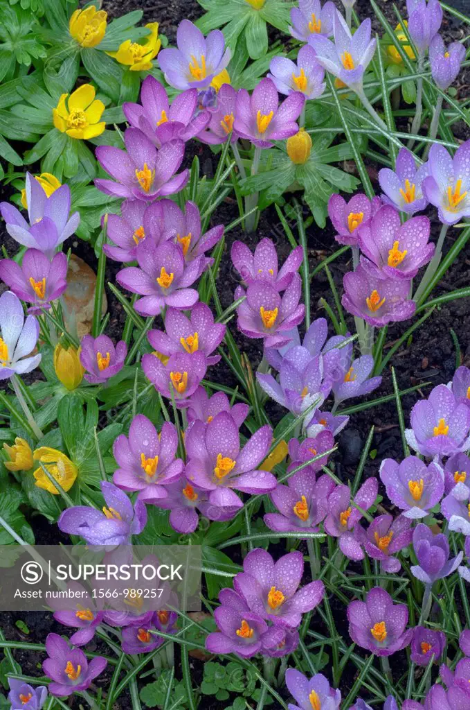 Spring Crocus and Winter Aconites in Garden Setting Norfolk March
