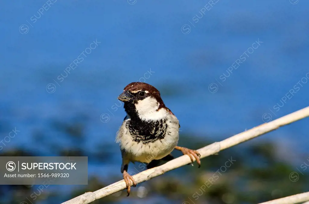 House Sparrow (Passer domesticus), previously considered as Italian Sparrow (Passer italiae), Crete