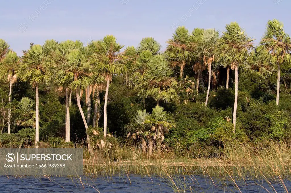 Caranday wax palm trees Copernicia alba in Ibera Wetlands, Argentina, South America  In guarani language is called Caranday, meaning water palm tree