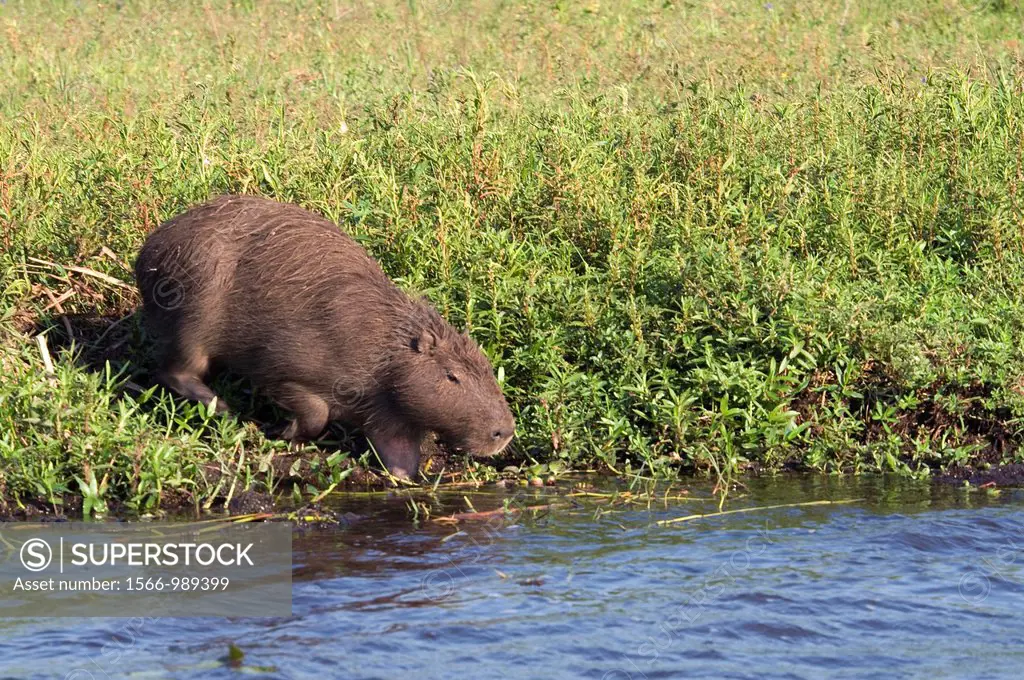Capybara Hydrochoerus hydrochaeris about to dive, Ibera Wetlands, Corrientes province, Argentina, South America