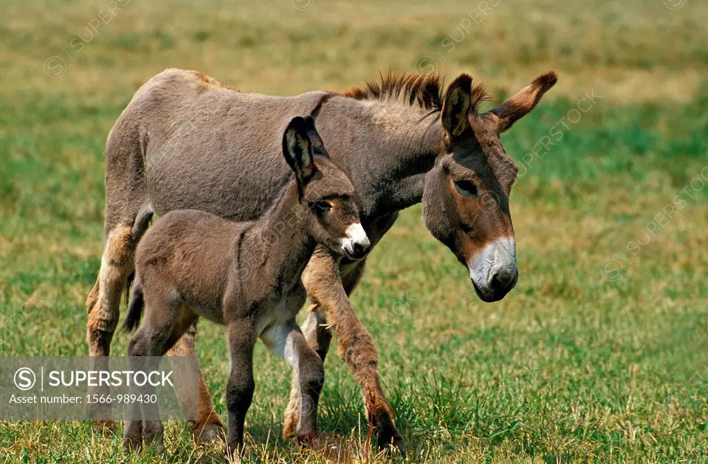 Grey Donkey, a French Breed, Mare with Foal