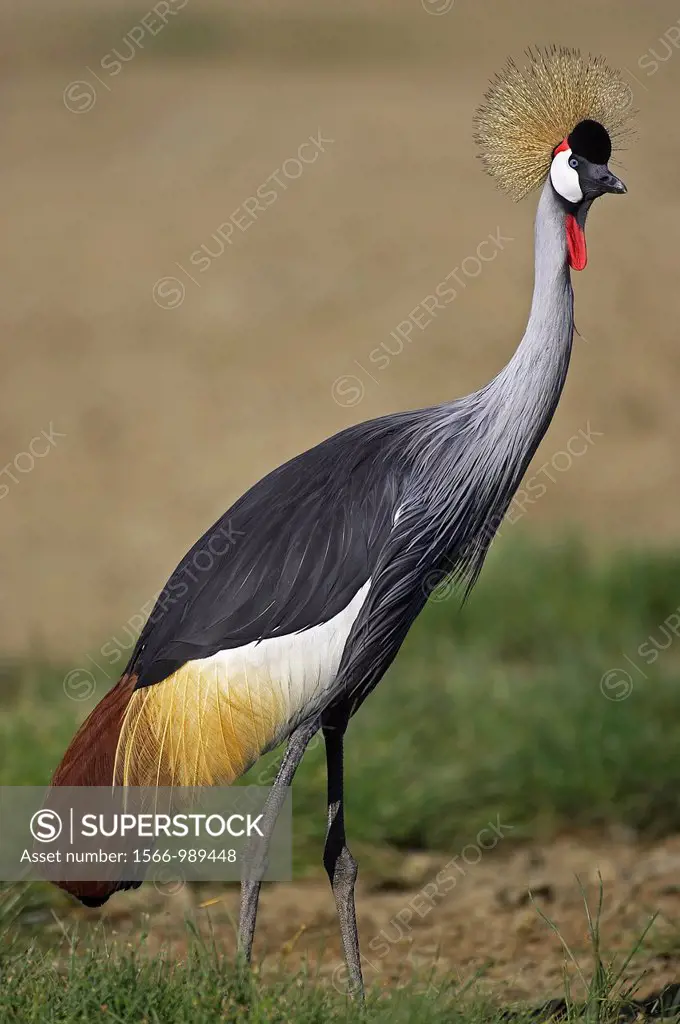 Grey-Crowned Crane, balearica regulorum, Adult standing on Grass, Nakuru Park in Kenya