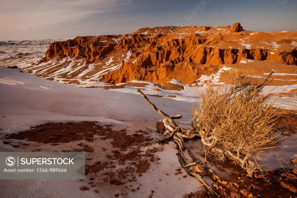 Flaming cliffs, Bayan zag rich in saxaul trees with small saxaul tree, made famous by American Roy Chapman Andrews expeditions in 1920s that discovere...