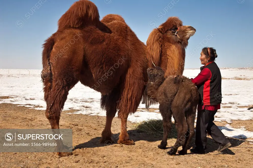 Bactrian camel with three day old baby, nomadic herder woman feeds hay, Khongur sand dunes, Gobi desert, Mongolia