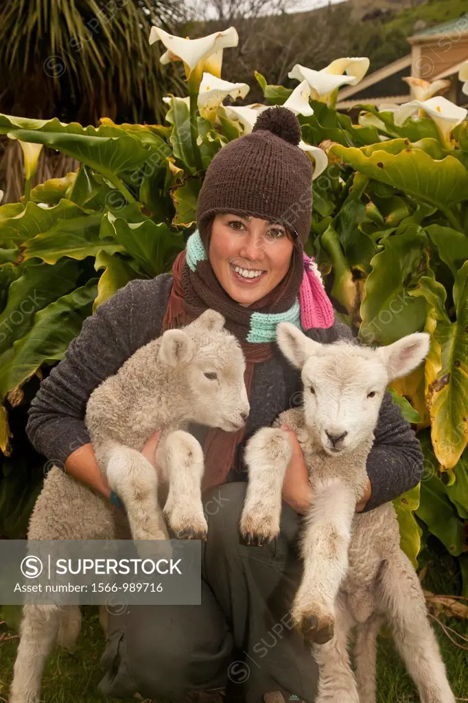 Farm worker with spring lambs, Flea bay, Banks Peninsula Walk