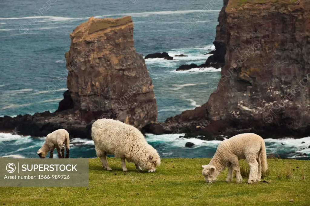 Sheep and lambs grazing, sea arch near Otanarito Bay collapsed after 2011 earthquake, Banks Peninsula, Canterbury